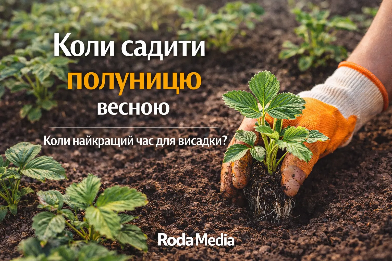 Коли садити полуницю весною - Roda Media