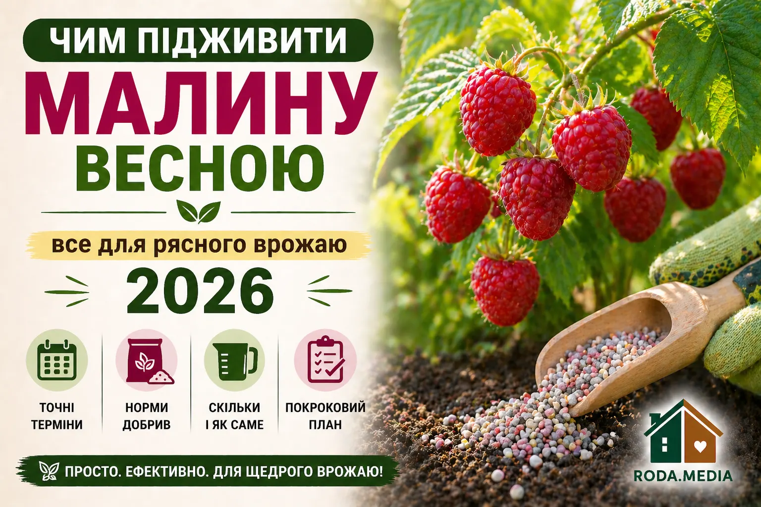 Чим підживити малину весною - Roda Media