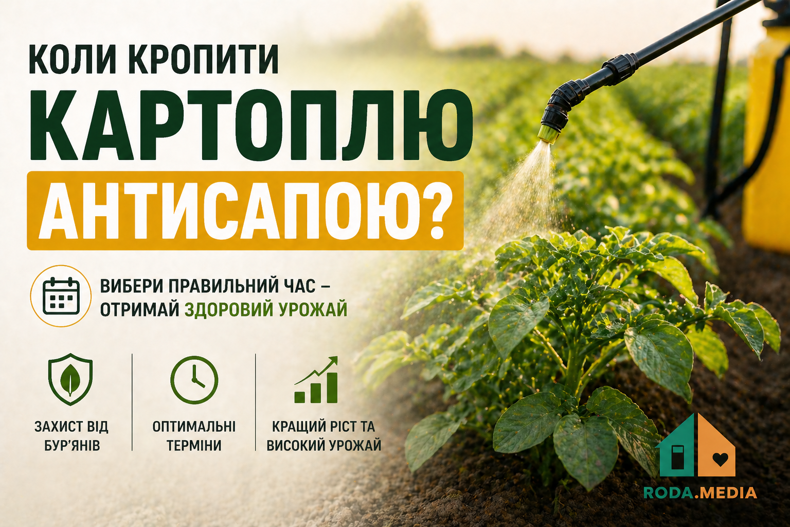 Коли кропити картоплю антисапою - Roda Media