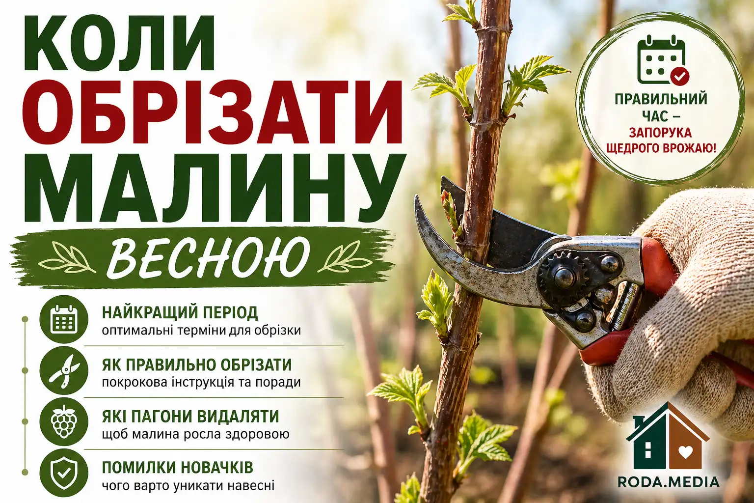 Коли обрізати малину весною - Roda Media