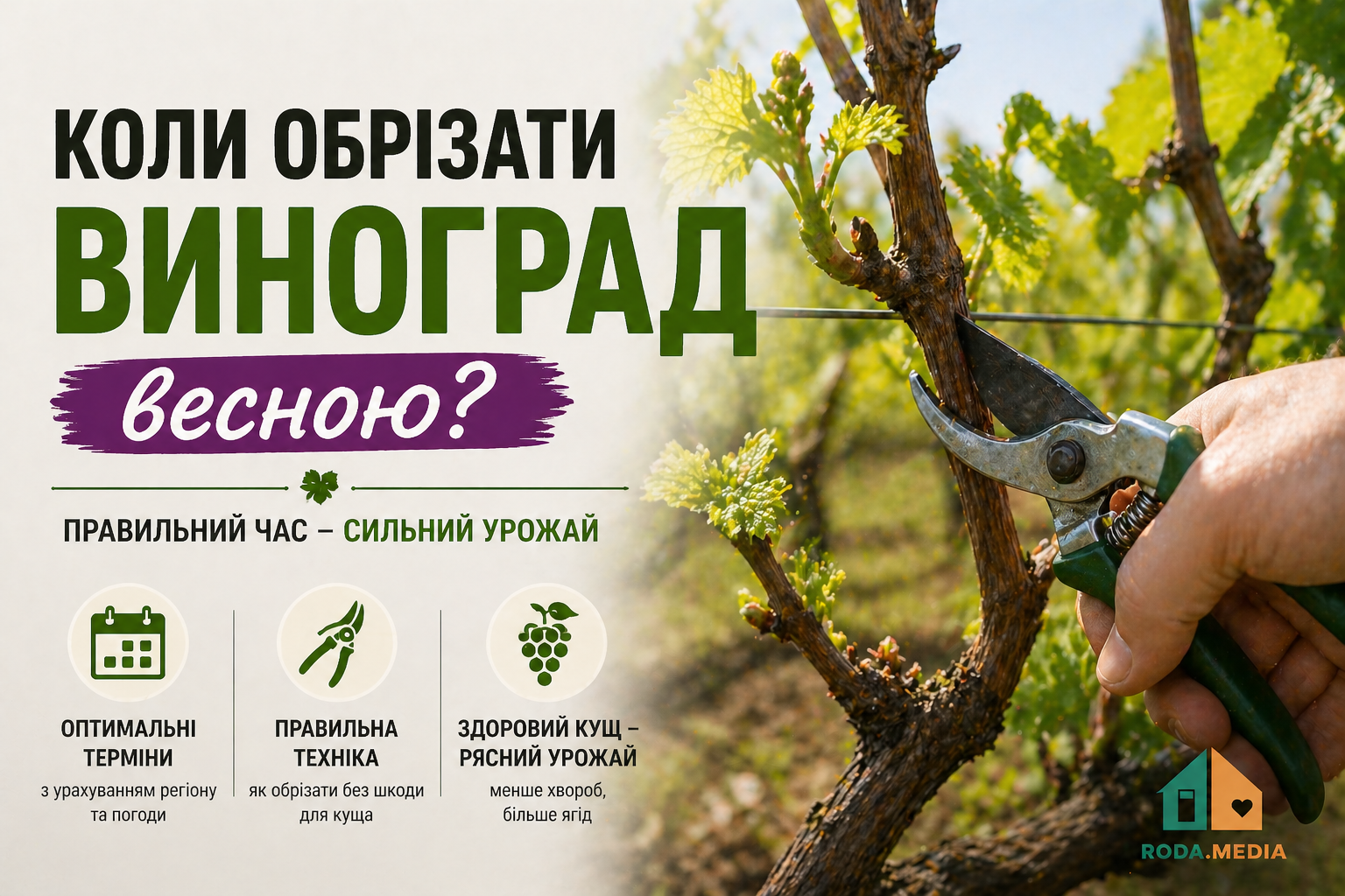 Коли обрізати виноград весною - Roda Media