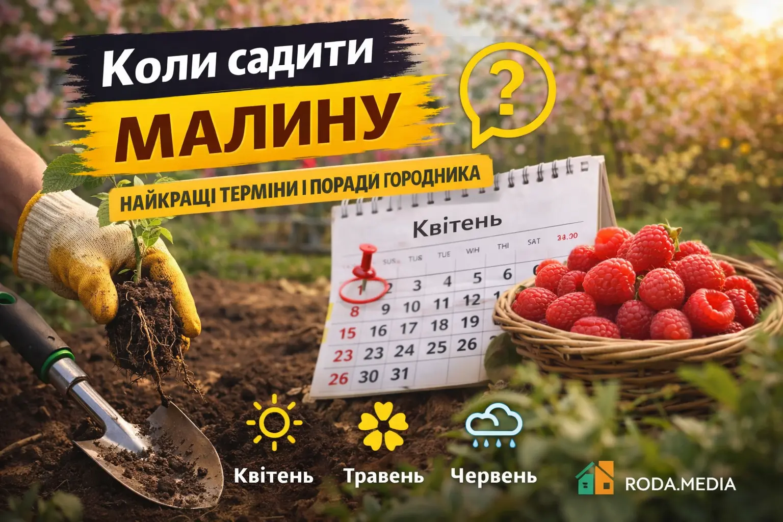 Коли садити малину весною - Roda Media