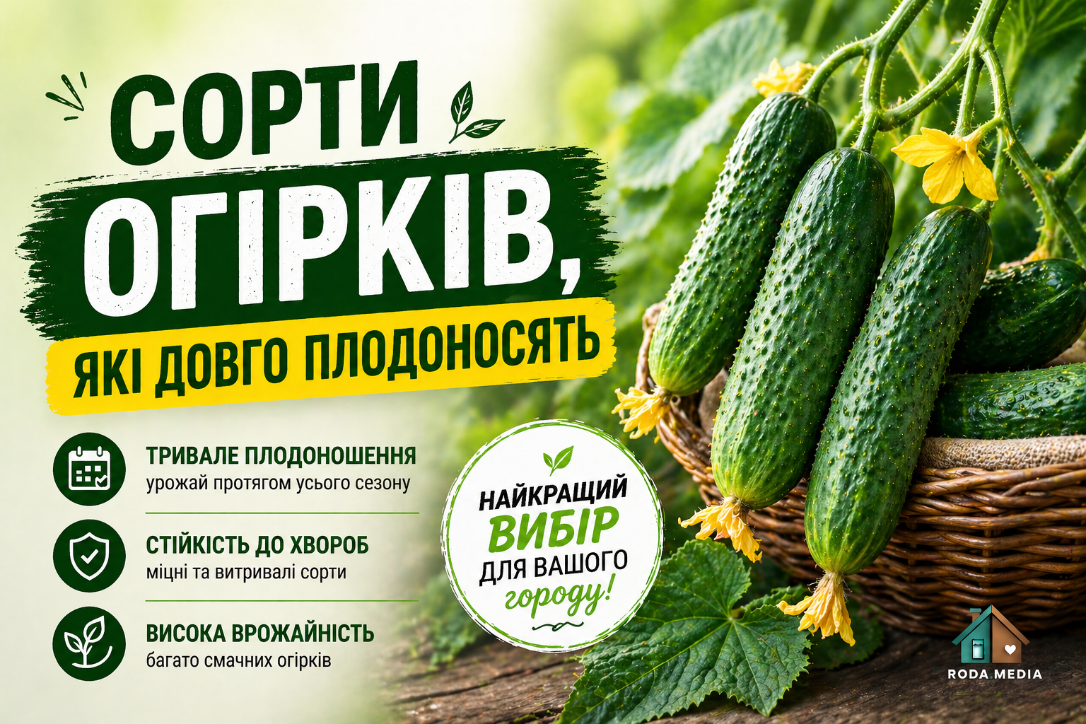 Сорти огірків, які довго плодоносять: топ-12 гібридів - Ukraine Daily